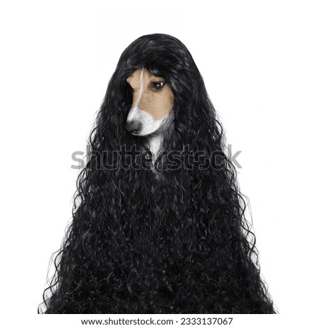 hairdresser dog ready to look beautiful by comb, scissors, dryer, and spray at the wellness spa salon, isolated on white background with very long hair