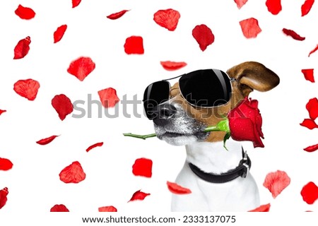 Jack russell dog in love on valentines day, rose in mouth, with sunglasses and cool gesture, isolated on white background full of flying red rose petals