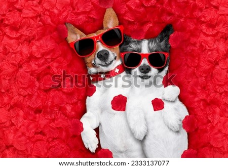 couple of two dogs lying in bed full of red rose flower petals as background , in love on valentines day, cuddle and embracing a hug