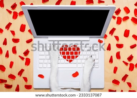 dog office worker in love on happy valentines day, typing in a pc computer laptop, isolated on desk background,full of red rose petals,dating online on a chat