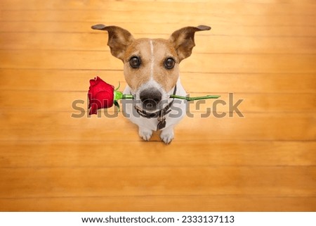 Jack russell dog in love on valentines day, rose in mouth, with sunglasses and cool gesture,isolated on wood background