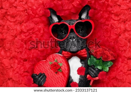 valentines french bulldog dog in love holding a cupids arrow with mouth ,wearing sunglasses,lying on bed of red flower petals , with gift box and roses