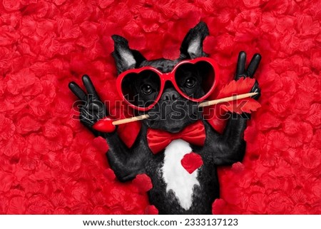 french bulldog dog lying in bed full of red rose flower petals as background , in love on valentines day , with arrow in mouth and peace or victory fingers
