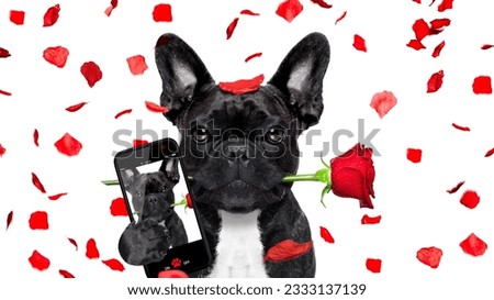 french bulldog dog crazy and silly in love on valentines day , rose petals flying and falling as background, isolated on white ,rose in mouth, taking a selfie with smartphone