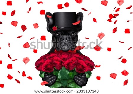 french bulldog dog crazy and silly in love on valentines day , rose petals flying and falling as background, isolated on white ,bunch of roses holding