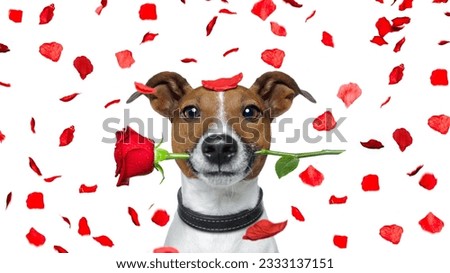 jack russell dog crazy and silly in love on valentines day , rose petals flying and falling as background, isolated on white , rose in mouth
