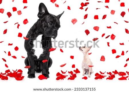 a big french bulldog and small tiny chihuahua dog looking at each other, in love isolated on white background on valentines day, rose petals flying like rain