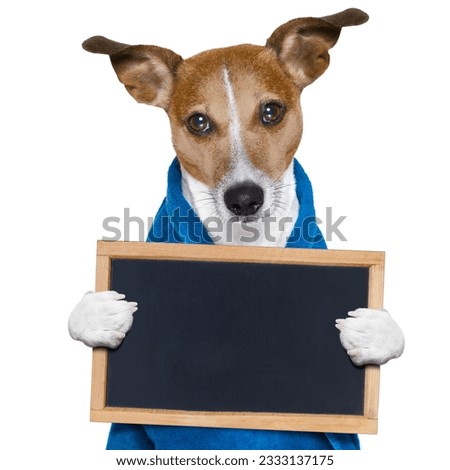 jack russell dog in a towel not so amused about that , with blue color, having a spa or wellness treatment or is about to have a shower , holding a placard or banner blackboard , isolated on white