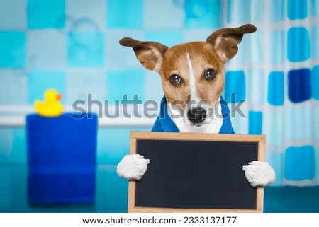 jack russell dog in a towel not so amused about that , with blue color, having a spa or wellness treatment or is about to have a shower , holding a placard or banner blackboard in bathroom or bath
