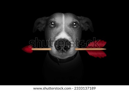 jack russell terrier dog isolated on black background looking at you frontal with cupid arrow for valentines