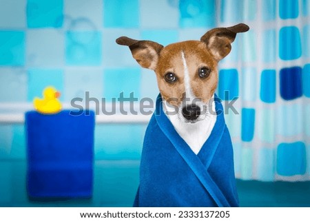 jack russell dog in a bathtub not so amused about that , with blue towel, having a spa or wellness treatment ,in the bath or bathroom