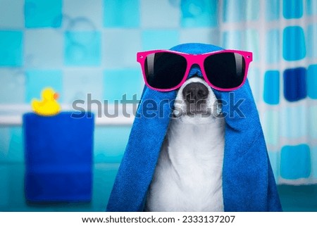 jack russell dog in a bathtub not so amused about that , with blue towel, wearing funny sunglasses or glasses having a spa or wellness treatment