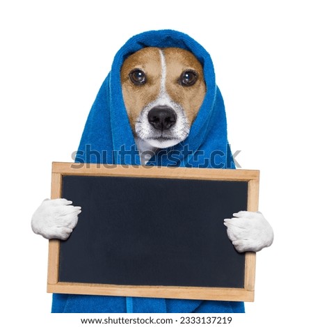 jack russell dog in a towel not so amused about that , with blue color, having a spa or wellness treatment or is about to have a shower , isolated on white background