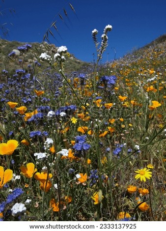 wildflower meadows, riverside county, california