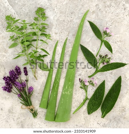 Fresh herbs for skin care with marjoram, lavender, aloe vera and comfrey leaf and flower sprigs.