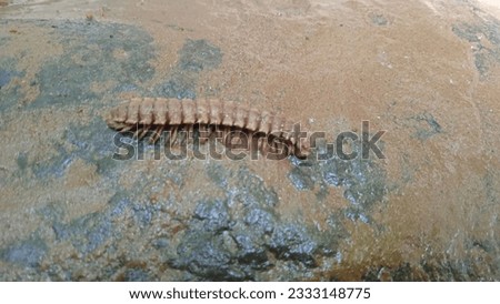 Polydesmidea is a suborder of flat-backed millipedes under the order Polydesmida. Royalty-Free Stock Photo #2333148775