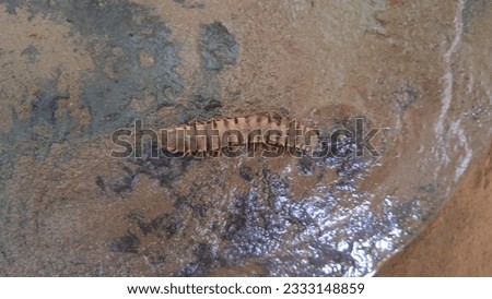 Polydesmidea is a suborder of flat-backed millipedes under the order Polydesmida. Royalty-Free Stock Photo #2333148859