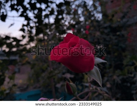 Pretty Red Rose with blurry background.