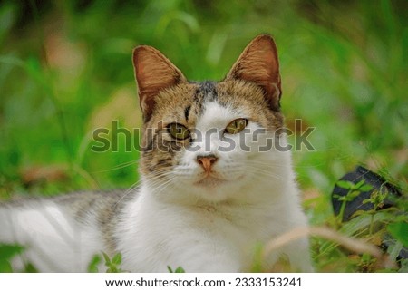 close up portrait domestic cat on grass
