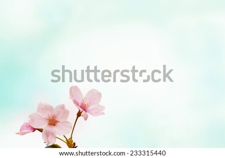 Cherry blossom or cherry flower with soft pastel blue background 