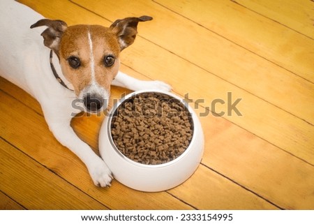 hungry jack russell dog behind food bowl isolated wood background at home and kitchen