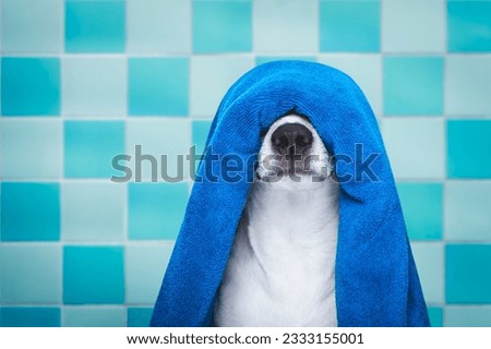 jack russell dog in a bathtub not so amused about that , with blue towel, having a spa or wellness treatment