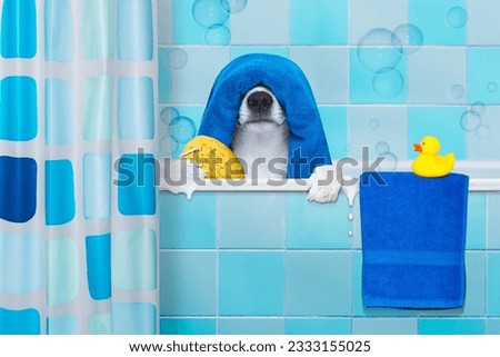 french bulldog dog in a bathtub not so amused about that , with yellow plastic duck and towel,wearing a bathing cap