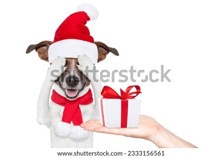 jack russell dog with red christmas santa claus hat for xmas holiday hiding with closed eyes ,excited and surprised for the gift or present box