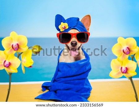 chihuahua dog relaxing with blue towel in spa wellness center at the beach
