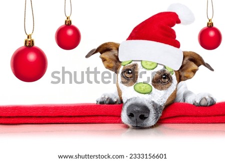jack russell dog relaxing with beauty mask in spa wellness center , moisturizing cream mask and cucumber , isolated on white background, for xmas or christmas holidays
