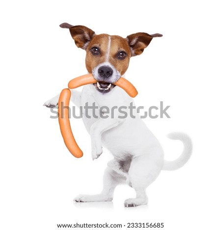 jack russell hungry dog with sausage wiener hot dog in mouth , isolated on white background