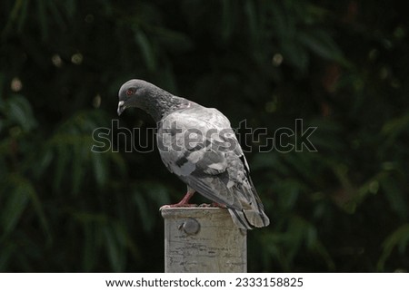 Homing Pigeon - Beautiful homing pigeon grey colored bird in dark background. Bird Wallpaper