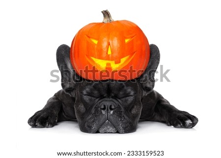 halloween devil french bulldog dog ,scared and frightened,sleeping, isolated on white background