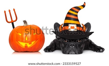 halloween devil french bulldog dog beside a pumpkin, scared and frightened, with pumpkin, isolated on white background