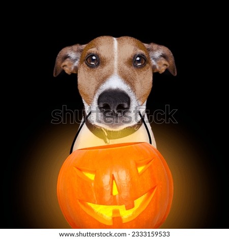 jack russell terrier dog isolated on black background looking at you with open smacking mouth holding a pumpkin lantern light for halloween