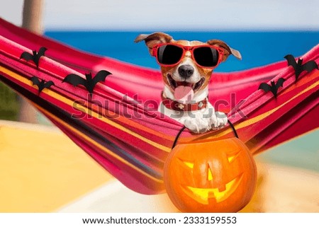 dog relaxing on a fancy red hammock with sunglasses and a pumpkin lantern for halloween holidays