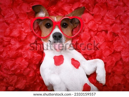 Jack russell dog sticking out tongue ,while lying on bed full of rose petals as background , in love on valentines day, wearing sunglasses