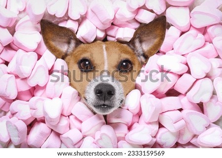 Jack russell dog looking and staring at you ,while lying on bed full of marshmallows as background , in love