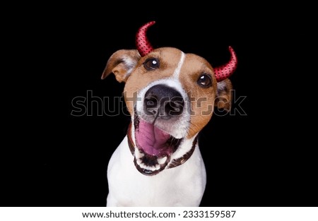 jack russell terrier dog isolated on black background looking at you with open smacking mouth with devil horns for halloween
