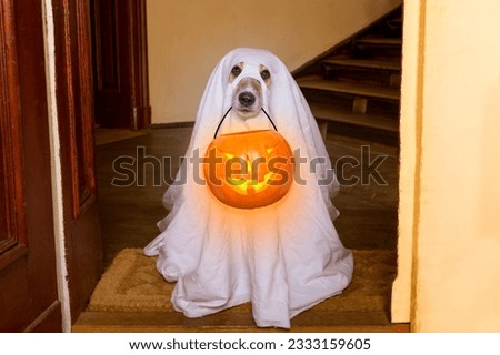 dog sit as a ghost for halloween in front of the door at home entrance with pumpkin lantern or light , scary and spooky