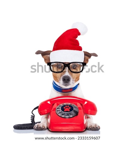 jack russell dog with red christmas santa claus hat for xmas holidays calling on the phone or telephone