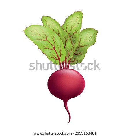 Cartoon fresh beetroot vegetable. 3d realistic ripe beets healthy food beetroot leaves salad soup beetroot plant isolated vector illustration Royalty-Free Stock Photo #2333163481