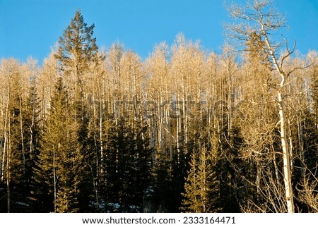 The Santa Fe National Forest as seen from Hwy 475 in the late Winter; a mix of evergreens and aspen trees. Royalty-Free Stock Photo #2333164471