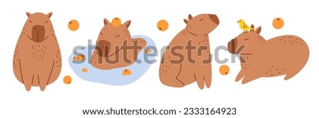 Vector collection of funny capybaras in flat design. Amusing set with capybara characters with oranges. Cute capybaras swimming in water and relaxing. South American adorable animals. Royalty-Free Stock Photo #2333164923