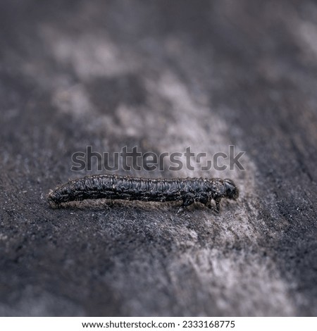 A black and hairy worm crawls