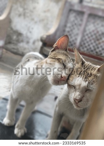 Beautiful twins cats picture looks great 