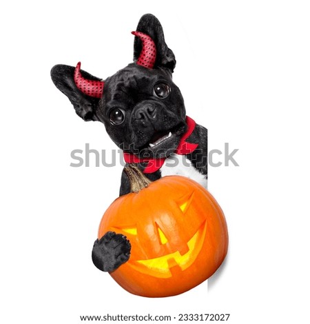 halloween witch french bulldog dog dressed as a bad devil with red cape holding a pumpkin , side banner or placard ,isolated on white background