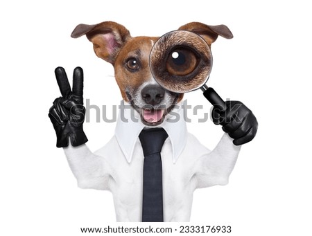 jack russell dog searching and finding as a spy with magnifying glass , isolated on white background