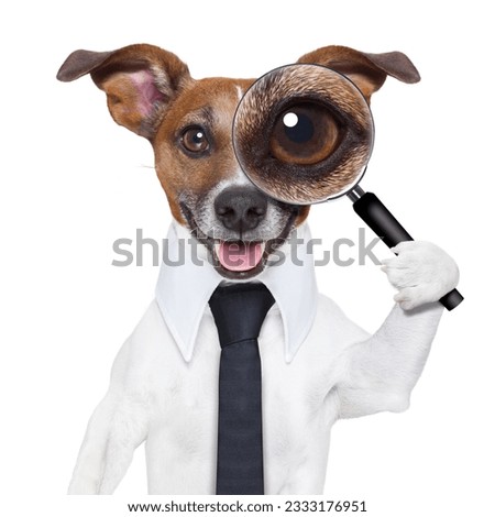 jack russell dog searching and finding as a spy with magnifying glass , isolated on white background