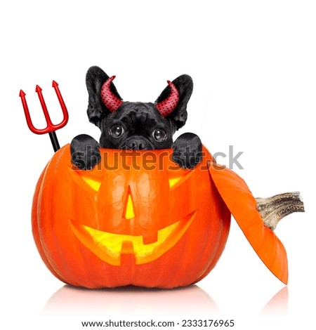 halloween devil french bulldog dog inside pumpkin, scared and frightened, isolated on white background